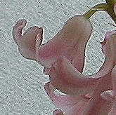 Enedged